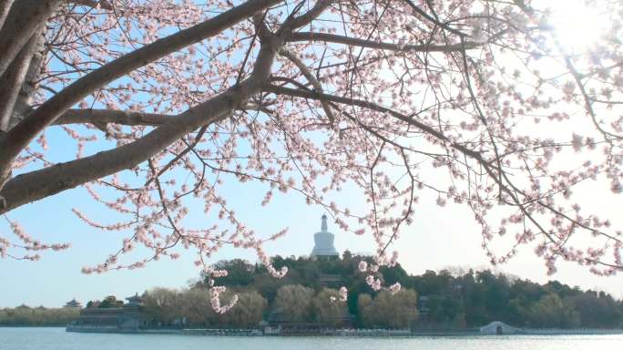 北京北海公园白搭岸边山桃花盛开