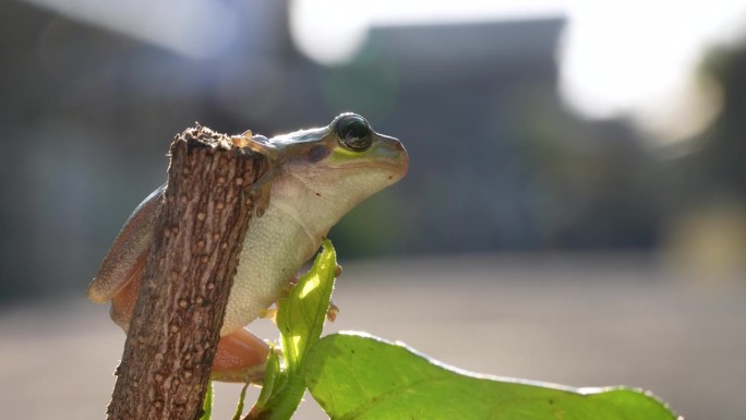 一只树蛙坐在树枝上的4K视频。
