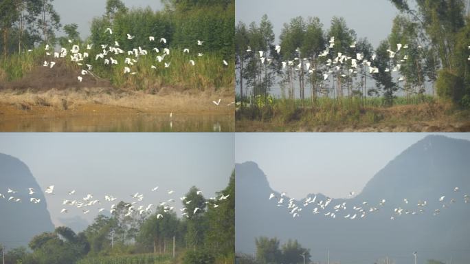 一群白鹭鸟类飞翔
