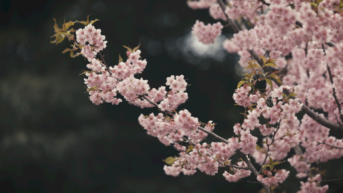 4k实拍樱花季樱花花瓣特写空镜