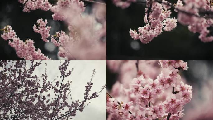 4k实拍樱花季樱花花瓣特写空镜