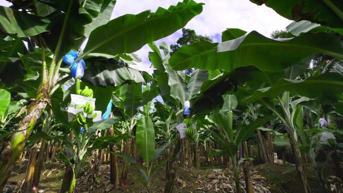 T0787大规模香蕉种植基地