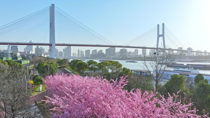 2024上海春天 南浦大桥樱花 上海樱花
