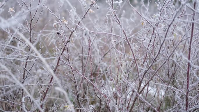 落叶上的水雾晶体自然背景。冻结木地板顶视图近距离。白霜森林地板与绿色的草。霜，冰，初雪。初冬。气候变