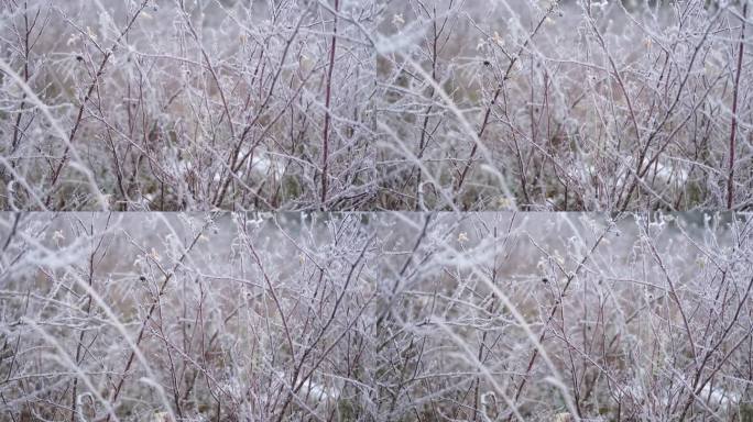 落叶上的水雾晶体自然背景。冻结木地板顶视图近距离。白霜森林地板与绿色的草。霜，冰，初雪。初冬。气候变