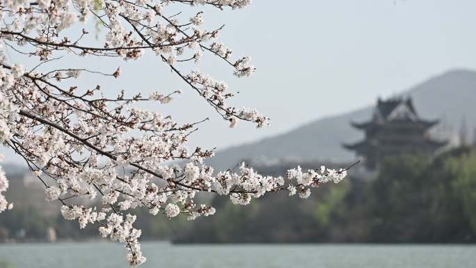 襄阳古城春天白色樱花绽放城市风光自然风景