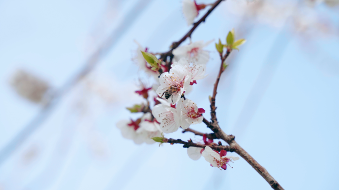 小清新墙边桃花盛开蜜蜂采蜜春分景色视频