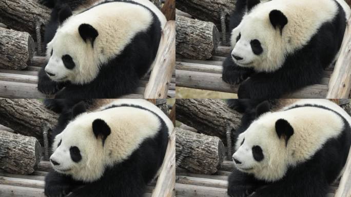 成都熊猫基地大熊猫淼淼