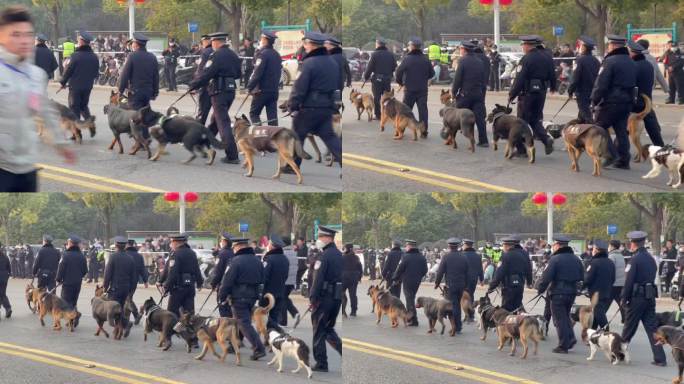 大型活动武警执勤警犬2