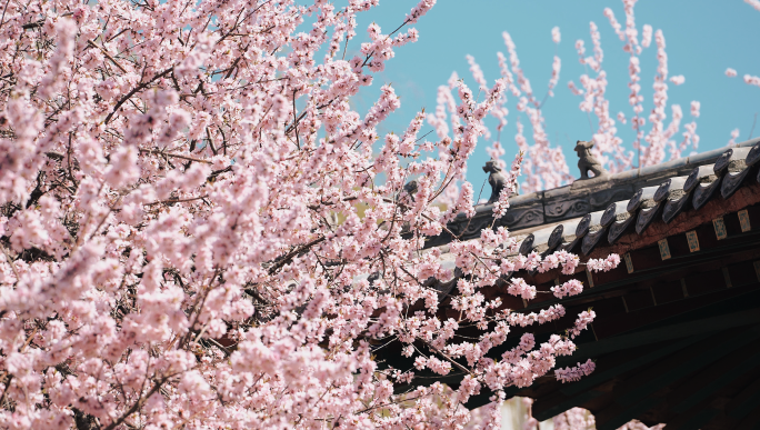 春天 桃花 古建筑 古风 桃花盛开 唯美