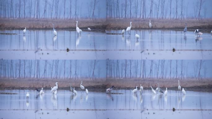 深圳湾红树林保护区觅食的苍鹭