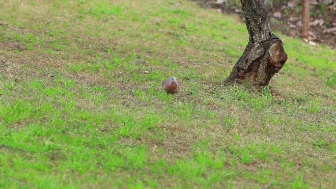 在户外草地上觅食的斑鸠
