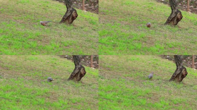 在户外草地上觅食的斑鸠