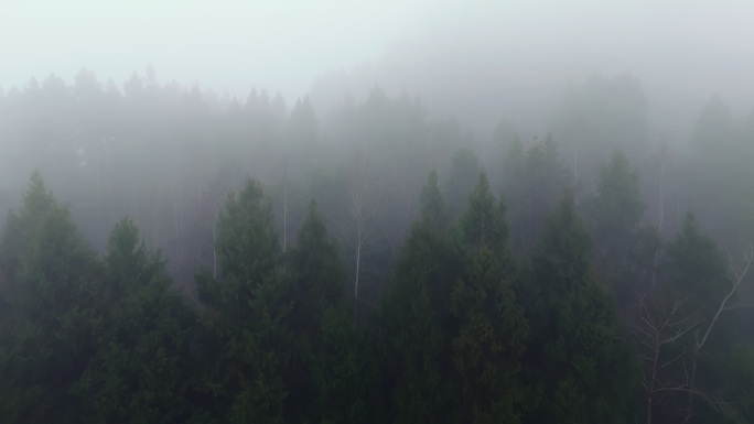迷雾森林唯美自然