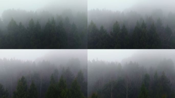 迷雾森林唯美自然