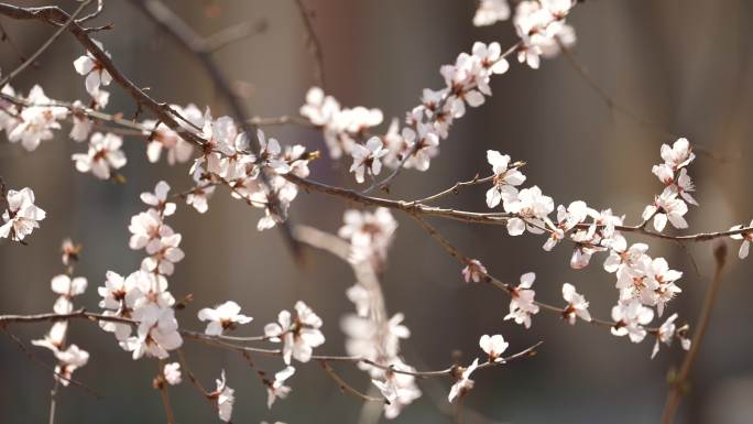 春天 桃花开