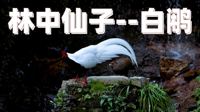瀑布旁的白鹇 、林中仙子