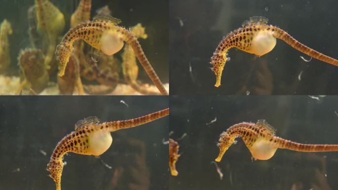 水下游泳的海马  海马生宝宝  特写