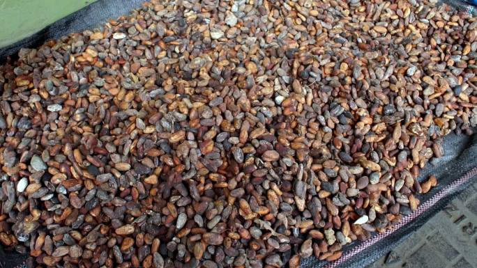 在厄瓜多尔，可可豆被晾在屋外晾干。巧克力制作。高质量的全高清镜头