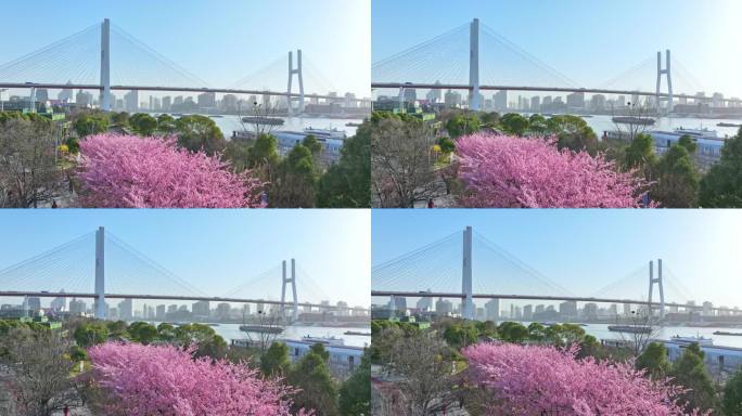 2024上海春天 南浦大桥樱花 上海樱花