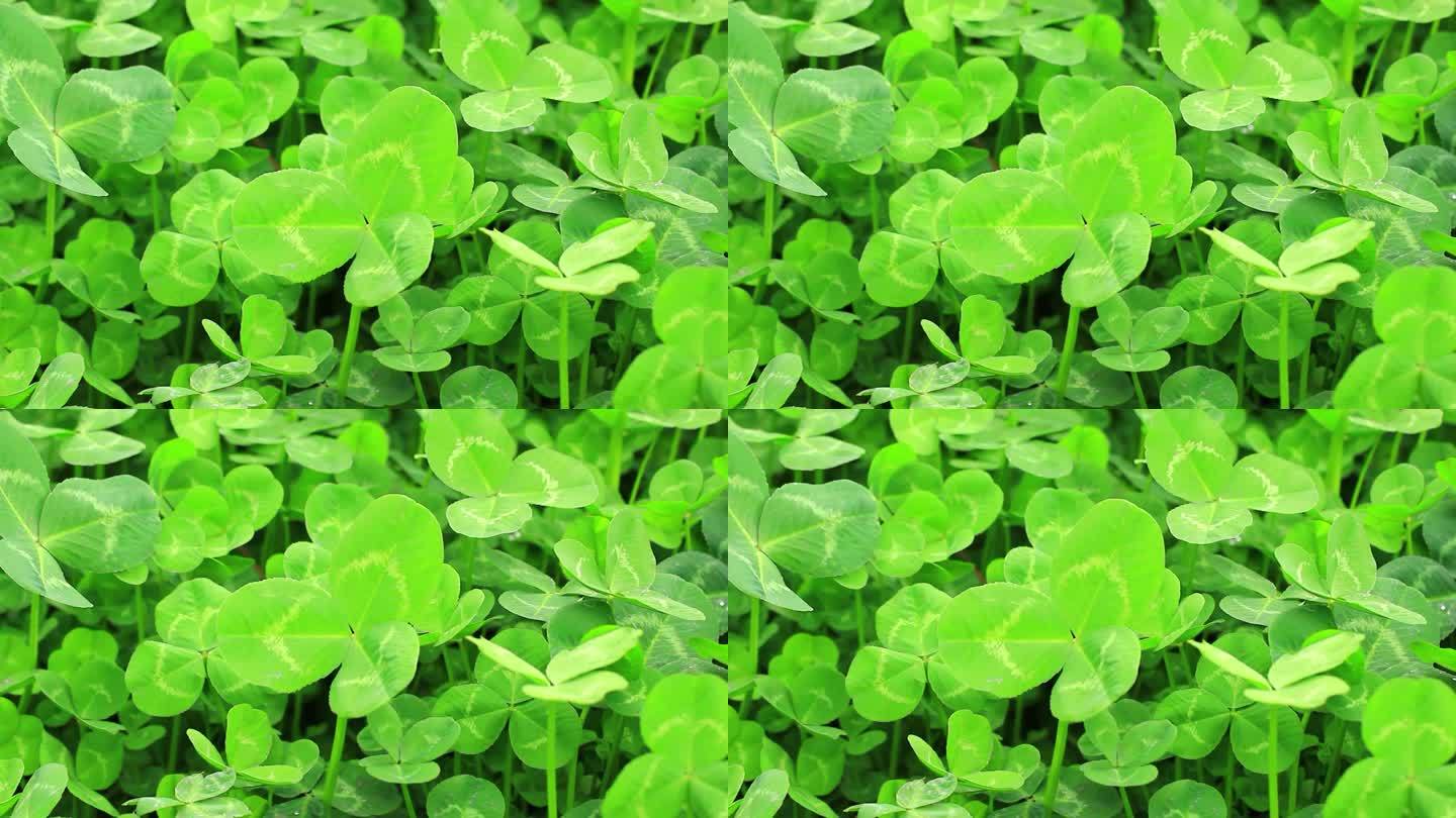 绿色植物三叶草特写实拍