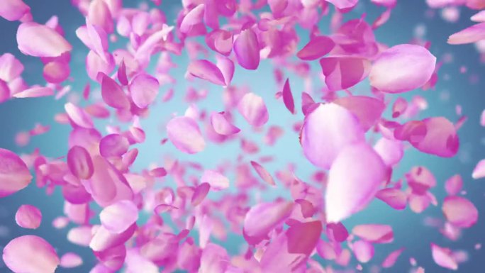 爆炸的玫瑰花瓣喷射向镜头粉色烟花花朵视频