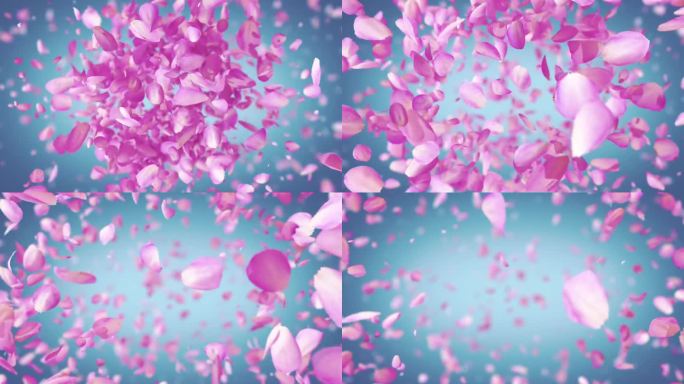 爆炸的玫瑰花瓣喷射向镜头粉色烟花花朵视频