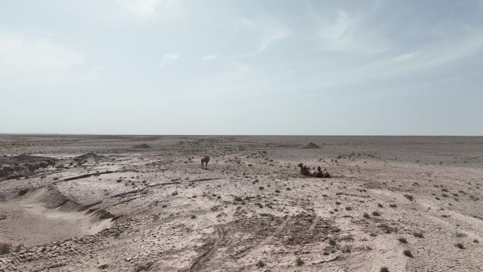 沙漠的骆驼戈壁滩 航拍