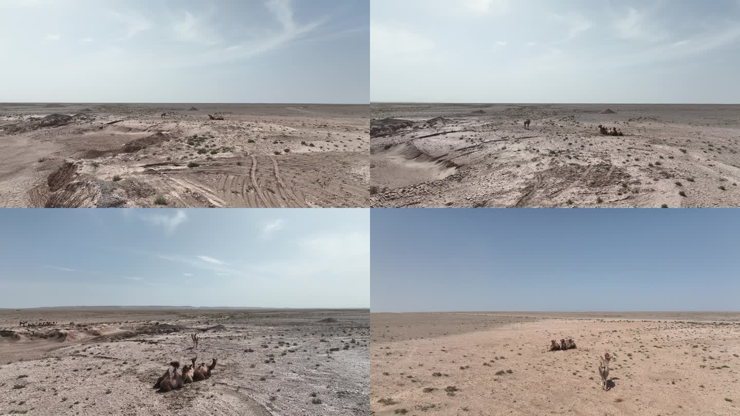 沙漠的骆驼戈壁滩 航拍