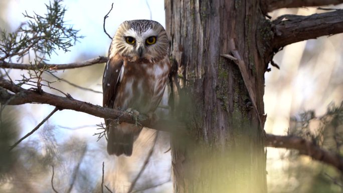一只北方锯磨猫头鹰正盯着前方，栖息在一棵松树上，眼睛眨了一下。