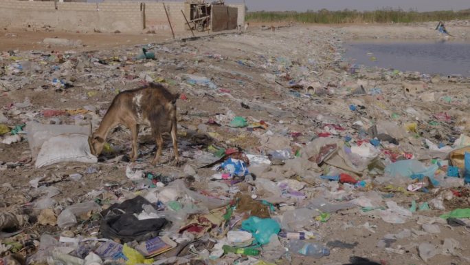 山羊吃垃圾。可怕的塑料污染。气候变化，干旱，达喀尔，塞内加尔