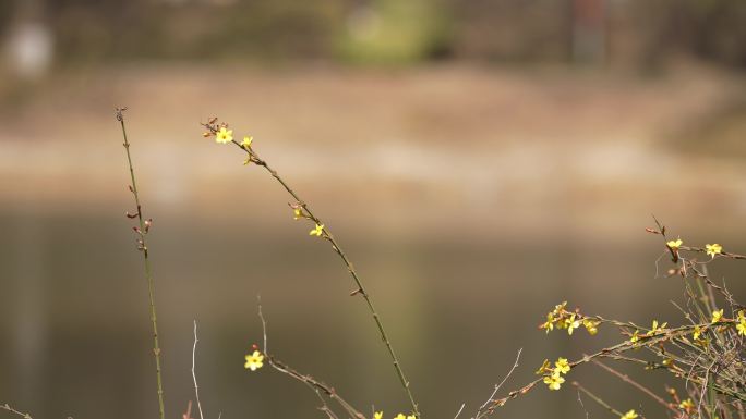 春天 迎春花开