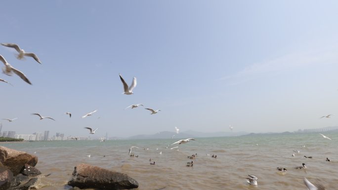 海鸥在海边盘旋飞翔