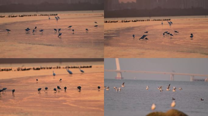 深圳湾早上的鸟儿