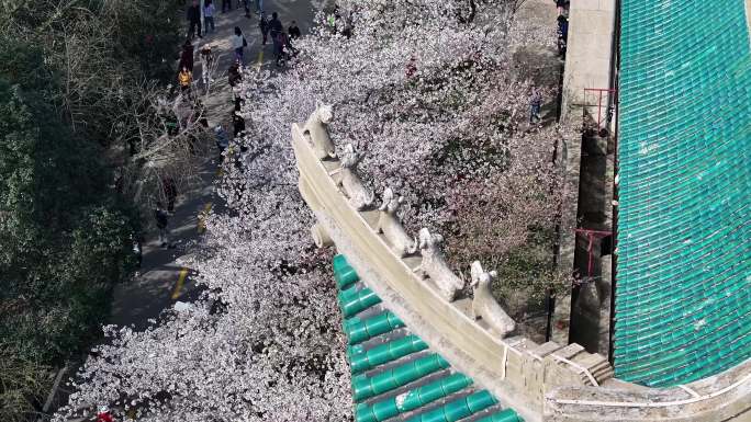 武汉大学樱花与历史建筑