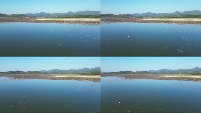 湖面飞鸟山水风景自然风光