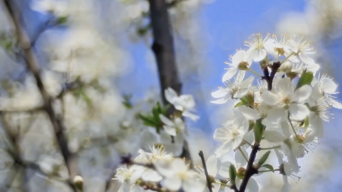 花朵盛开美景视频【多片段】