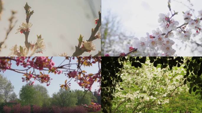 花朵盛开美景视频【多片段】