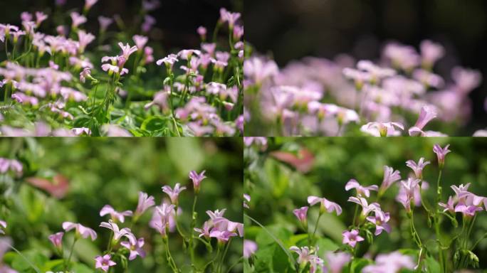 红花酢浆草-春天盛开粉紫色花朵绽放