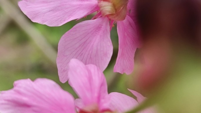 风吹梅花桃园花开 花海梅花花园春天赏花