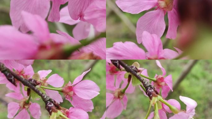 风吹梅花桃园花开 花海梅花花园春天赏花