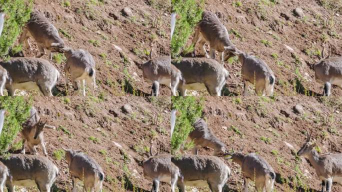 成群的蓝羊生活在青藏高原上