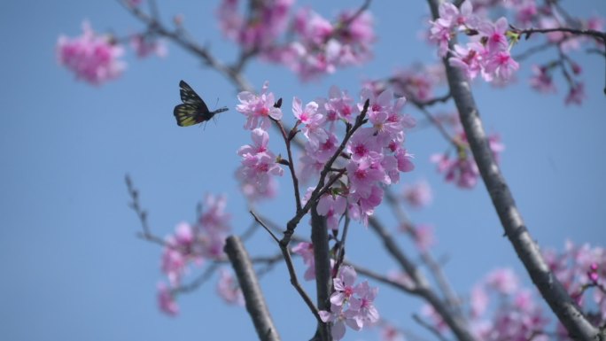 空境樱花蝴蝶