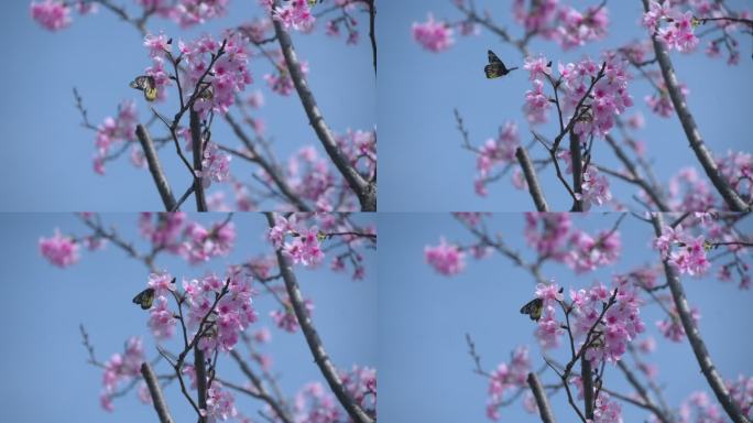 空境樱花蝴蝶