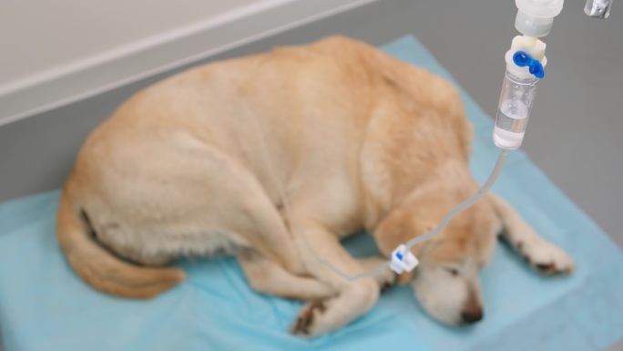 兽医门诊肾衰竭犬皮下滴注，以滴注为主。散焦背景上的黄色拉布拉多猎犬。