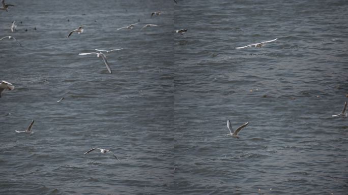 8K码头海鸥野生鸟类