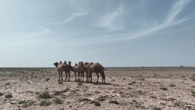 沙漠 骆驼 戈壁滩 航拍 行走