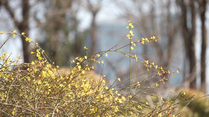 春天 迎春花开