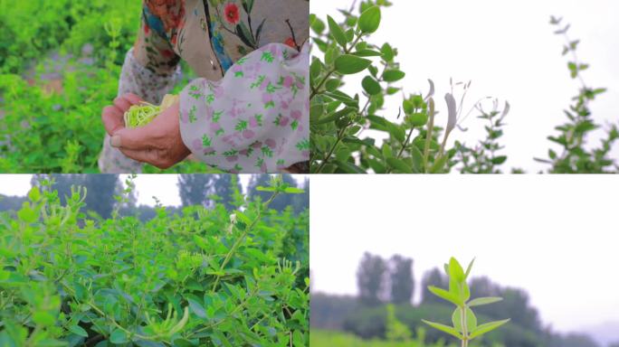 金银花 中药材 茶饮 摘花 农田