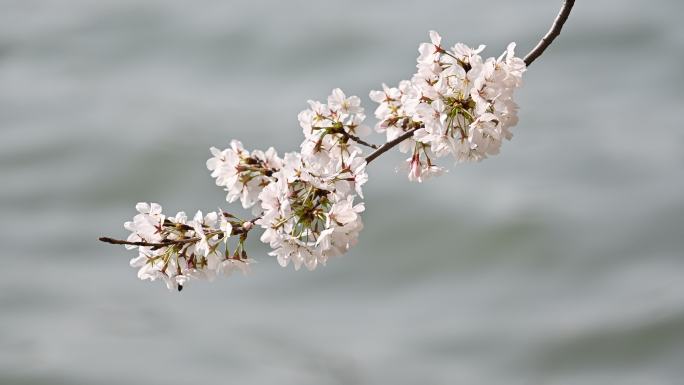 春天白色樱花绽放自然风光